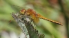 J18_1287 Sympetrum flaveolum male